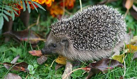 So kannst du Igeln helfen - ökoLeo Umwelt- und Naturschutz für Kinder