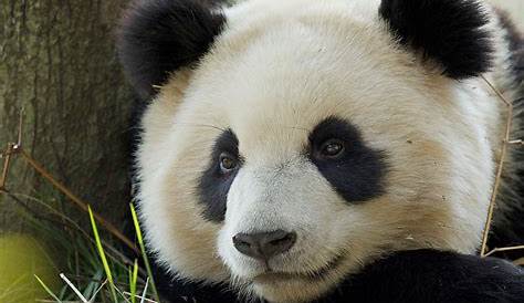 Große Pandas im WWF-Artenlexikon: Zahlen & Fakten