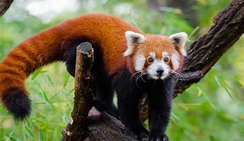 Roter Panda ernährt sich hauptsächlich von Bambus | Tiernah