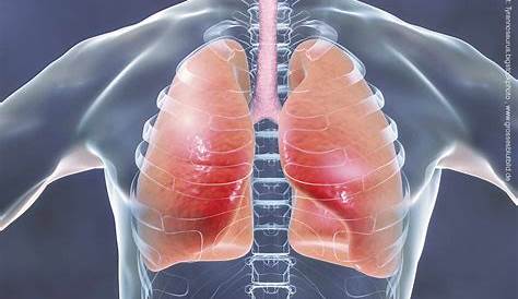 Alles was Du über die Lunge wissen musst!