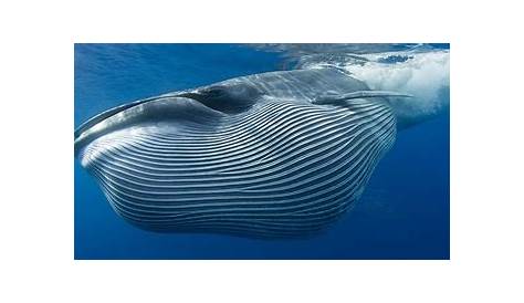 Bartenwale - ihre Fressgewohnheiten und Wanderrouten