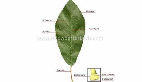 Was ist das für ein Blatt auf dem Bild? (Biologie, Baum, grün)