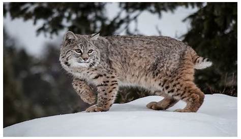 Bobcats | Wildlife Amazing Facts & Photos | The Wildlife
