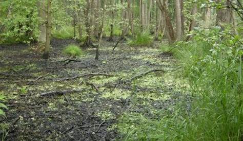 Reportage aus dem Walliseller Moos: Ein Naturschutzgebiet zwischen