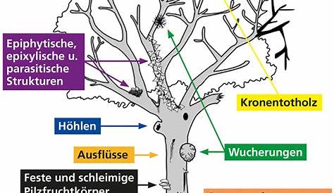 Schild Habitatbaum - Baumkontrolle im Netz