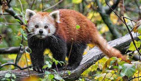 Roter Panda – Tiergarten Schönbrunn