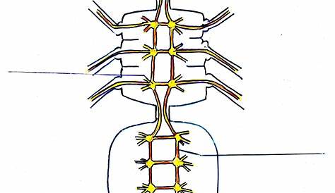 Das Menschliche Nervensystem Stock Abbildung - Illustration von