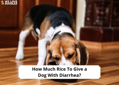 3 Ways to Make a Healing Mash for Dogs with Diarrhea & Gas Dog has