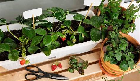 Erdbeeren: Steckbrief, Pflege & häufige Krankheiten | Strawberry plants