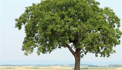 Ein alter Nussbaum, Foto & Bild | pflanzen, pilze & flechten, bäume