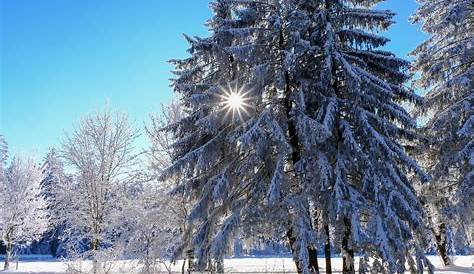 Baum im Winter 2017 Foto & Bild | natur, anfängerecke - nachgefragt