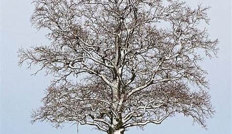 Baum im Winter Foto & Bild | jahreszeiten, winter, schnee Bilder auf
