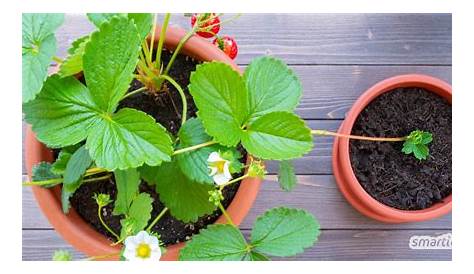 5 Fehler bei der Pflege von Erdbeerpflanzen - myHOMEBOOK