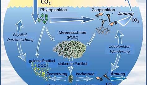 biologische Prozesse Farbsymbole gesetzt 2103819 Vektor Kunst bei Vecteezy