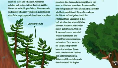 Übersichtsblatt - Funktionen des Waldes – Unterrichtsmaterial im Fach