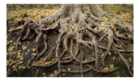 Die Wurzel des Baumes: Typen und Funktionen – Baumpflegeportal