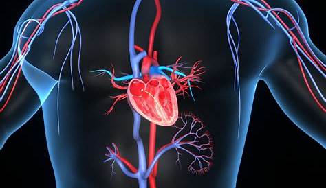 Herz-Kreislauf-Erkrankungen: Diagnose mit Labortests | Vorsorge online