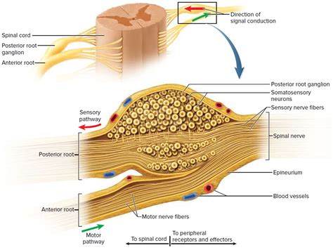 was ist ein ganglion nervensystem