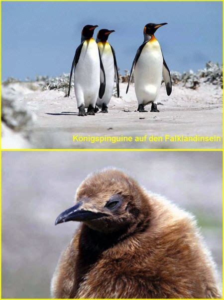 was machen pinguine gerne
