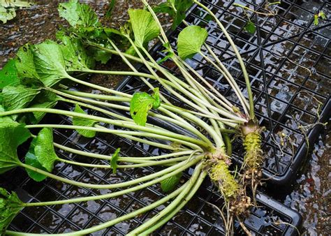 Wasabi Plant Classification
