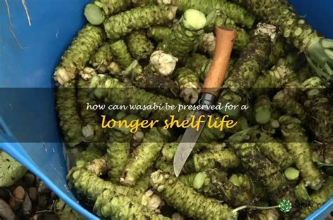 Wasabi Root Shelf Life
