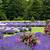 washington island lavender festival