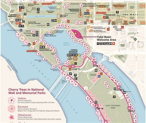 washington dc cherry blossom map