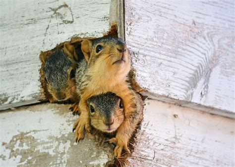 washington post squirrel photo contest