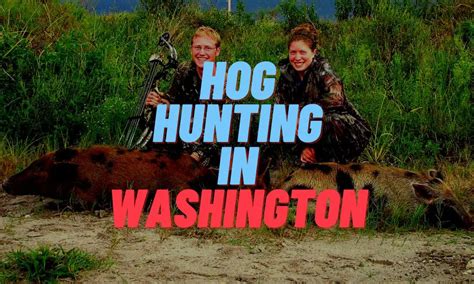 washington state hog hunting