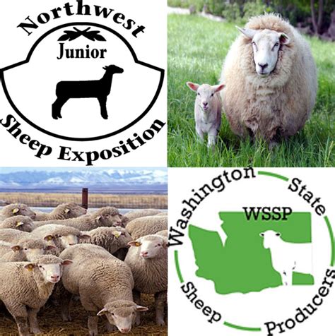 washington state sheep producers