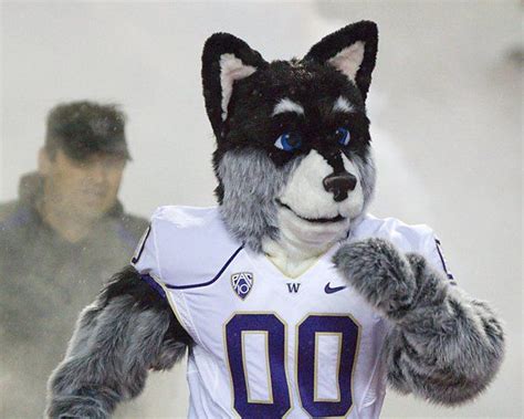washington state university football mascot