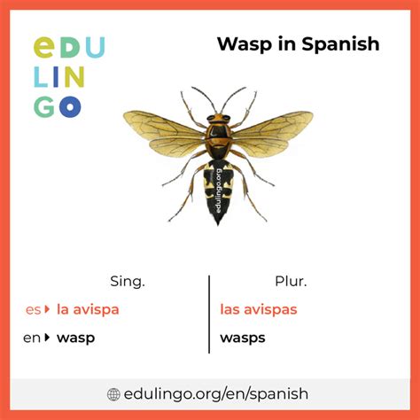 European wasp Spanish Name Avispa alemana o Chaqueta amar… Flickr
