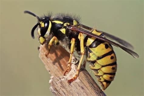 wasp entering house meaning