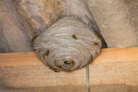 wasp extermination indian trail nc