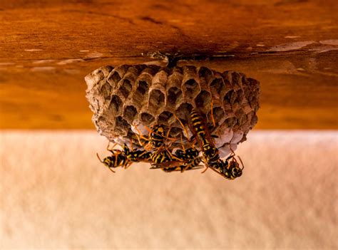 wasp got inside my house