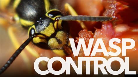 wasp management indian land sc