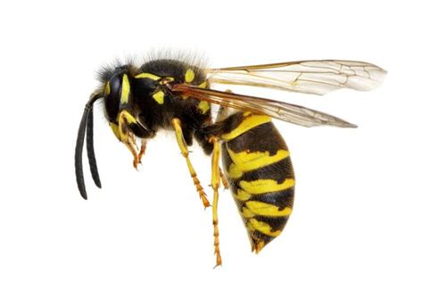 wasp meaning in english