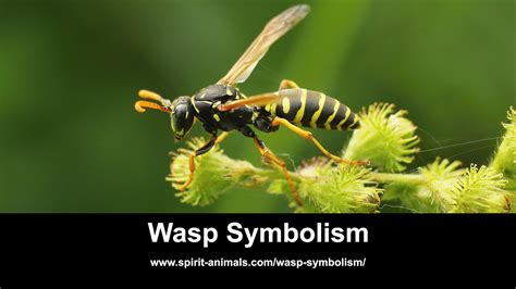 wasp meaning in telugu