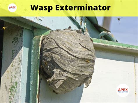 wasp nest exterminator near me cost