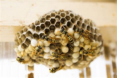 wasp nest facts for kids