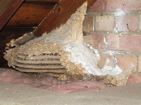 wasp nest in attic insulation