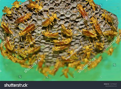 wasp nest inspection indian land sc