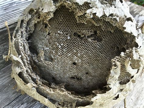 wasp nest removal birmingham