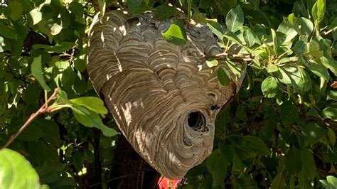 wasp nest removal brisbane