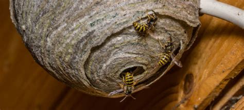 wasp nest removal bristol