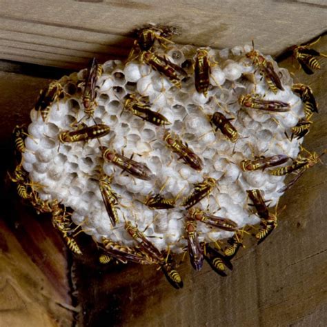 wasp nest removal glasgow