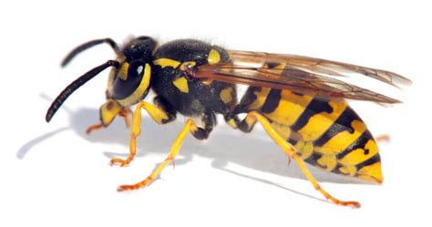 wasp nest removal hertfordshire