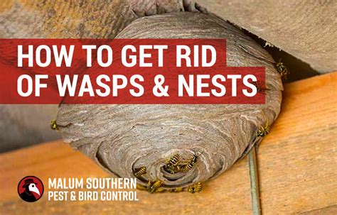 wasp nest removal indian trail nc