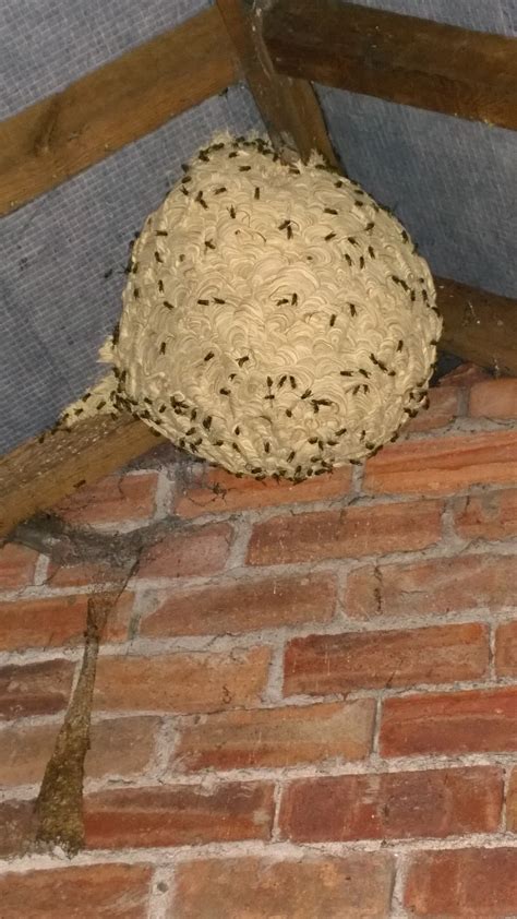 wasp nest removal north west