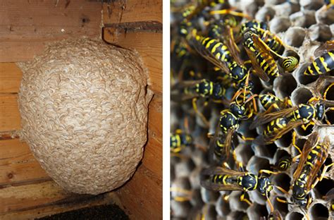 wasp nest removal oxfordshire